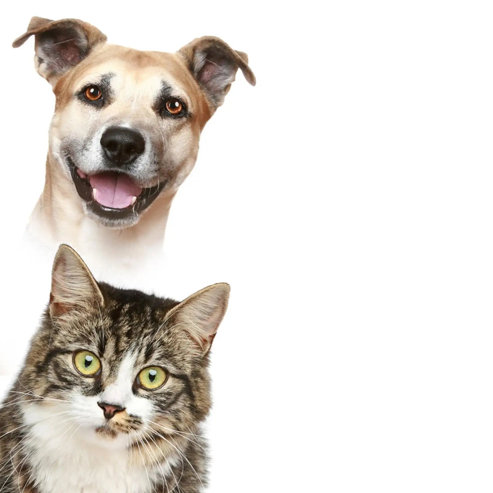Feuerbestattungs-Gedenkurne, unvergessliche lose Gedenkurne für Haustiere, Geschenk, Beerdigung, Feuerbestattungsurne, Aufbewahrung, Haustier-Urnen für Hunde, Asche, behält Erinnerungen