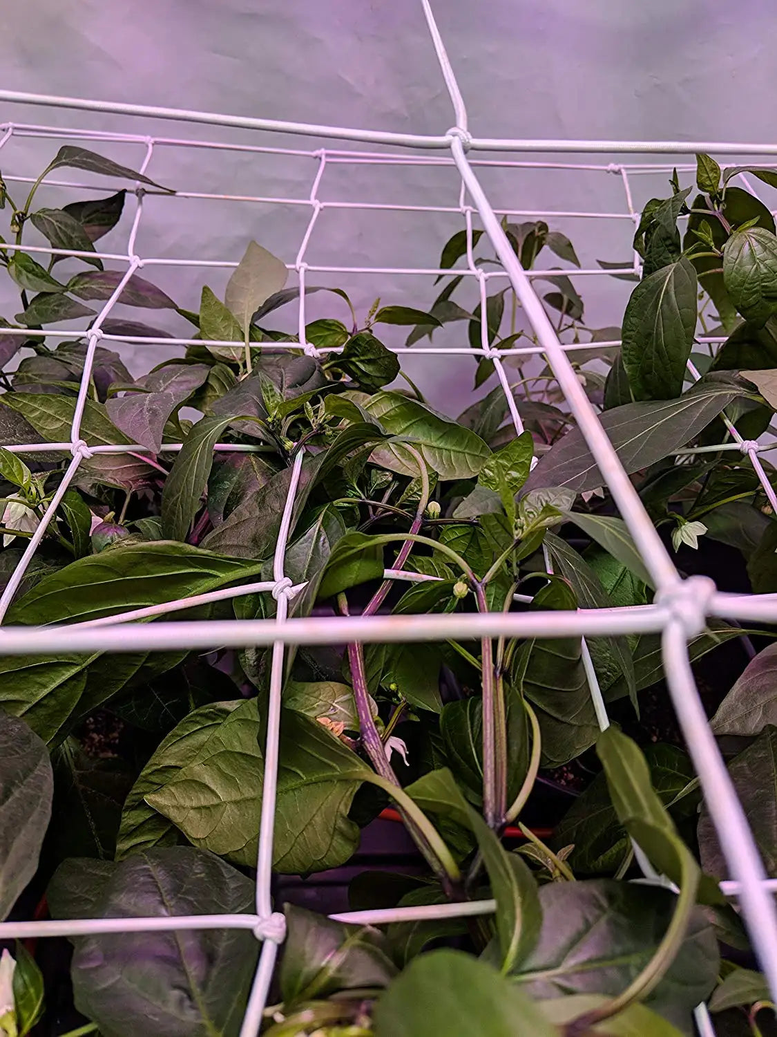 4'' Mesh Grow Zelt-Spaliernetz, robustes elastisches Pflanzennetz mit Stahlhaken, flexible Hydrokultur-Unterstützung für die Gartenbau