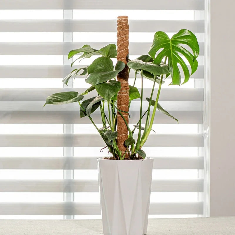 Pflanzenmoos Kokosfaser-Stäbe Biegbare Kletterpflanzen-Stütze Verlängerung Palmenranken-Stäbe für Innenbereich Balkon Garten Hof Blumendekoration