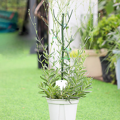 5-teiliges stapelbares Gartenpflanzen-Set mit 25 Kabelbindern, grüne Kunststoffunterstützung für Pflanzen im Innen- und Außenbereich, 70 cm