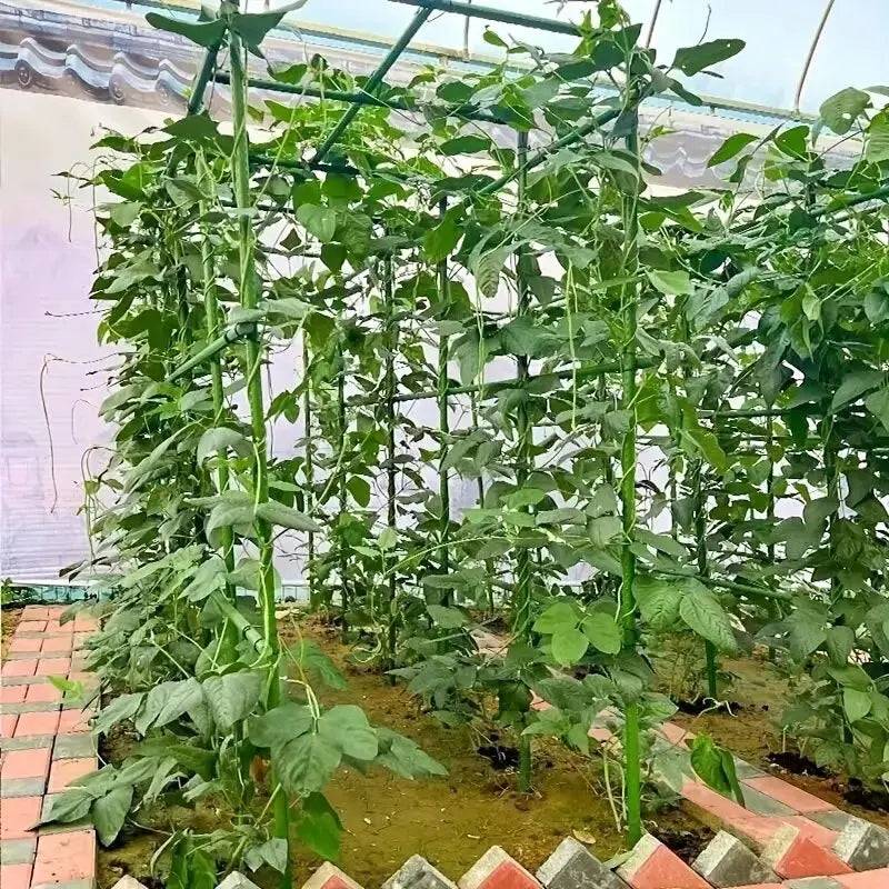 „Sturdy Growth“ 20er-Pack Mehrzweck-Pflanzenstützpfähle – langlebiges Gemüse- und Weinrebenspalier für Tomaten, Gurken, Trauben
