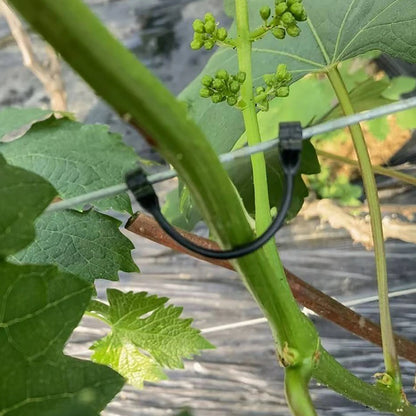Pflanzen reben gebunden Schnalle Traube fest Zurr haken Gewächshaus Garten Bauernhof Obst Gemüse Klettern Unterstützung Umreifung clips 2000pcs