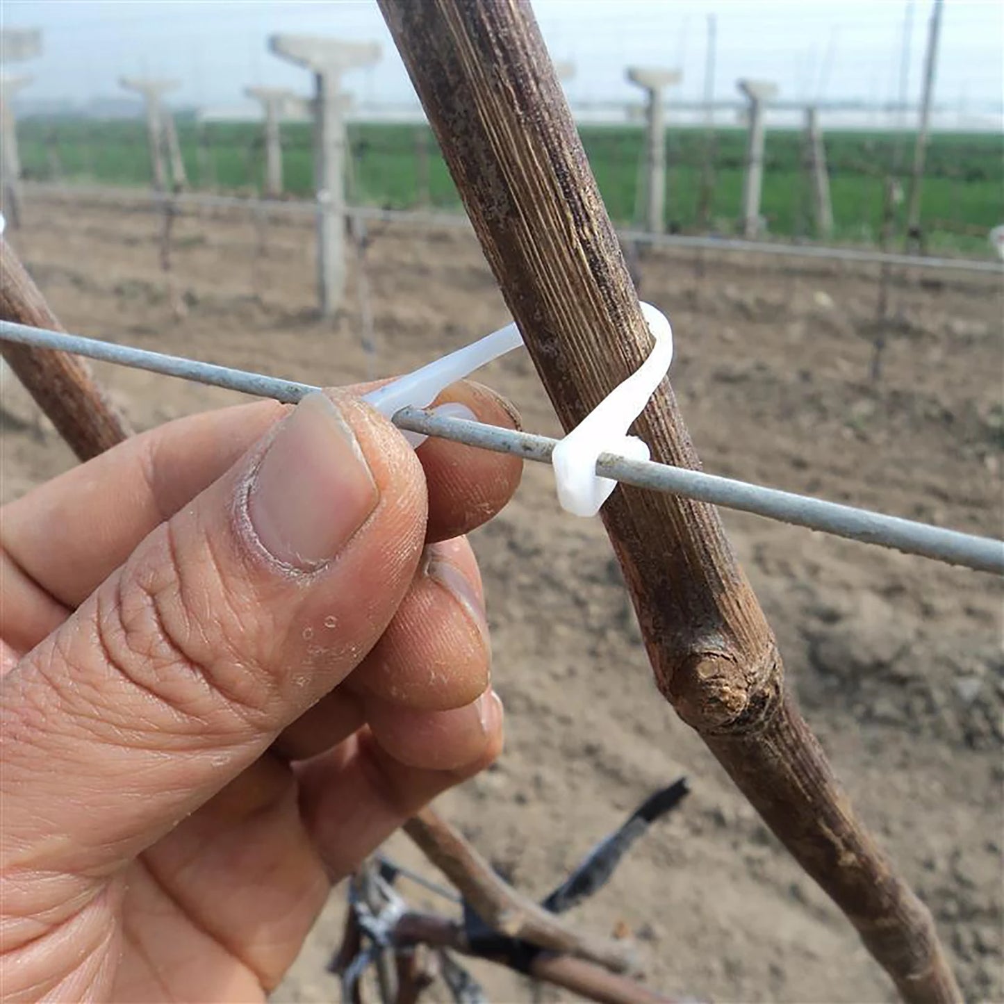 Pflanzen reben gebunden Schnalle Traube fest Zurr haken Gewächshaus Garten Bauernhof Obst Gemüse Klettern Unterstützung Umreifung clips 2000pcs