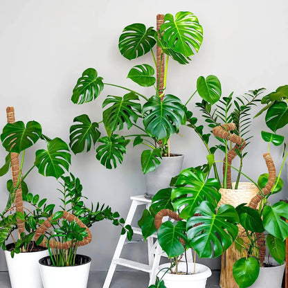 Pflanzenmoos Kokosfaser-Stäbe Biegbare Kletterpflanzen-Stütze Verlängerung Palmenranken-Stäbe für Innenbereich Balkon Garten Hof Blumendekoration