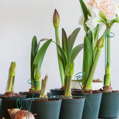 1-10 stücke Gartenarbeit Anlage Unterstützt Wiederverwendbare Blume Stehen Schutz Befestigungs Werkzeug Garten Liefert Gemüse Halter Halterung
