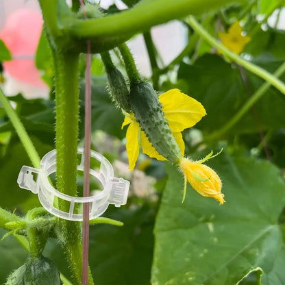 Wiederverwendbare Pflanzenstützklammern für Tomaten, Weinreben und Blumenstiele – Rankhilfen und Gartenveredelungswerkzeuge