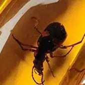 Insekten Bernstein Edelstein DIY Handwerk Geschenk Insekten Bernstein Edelstein Skorpion natürliche und mineralische Steine Home Decor