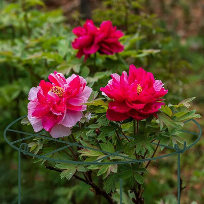 Pflanzens tütz stange Klammer Eisen rahmen Innenhof Garten Blumen regal Pflanzen Blumen arrangement wachsen unterstützt Blumentopf Rack