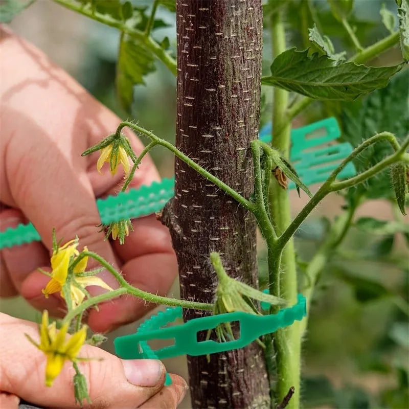 Verstellbare Pflanzenkabelbinder, wiederverwendbare selbstverriegelnde Gartenbinder, Ranken- und Strauchstützen, Befestigungselemente, Tomatenstiel-Reißverschluss-Kabelbinder