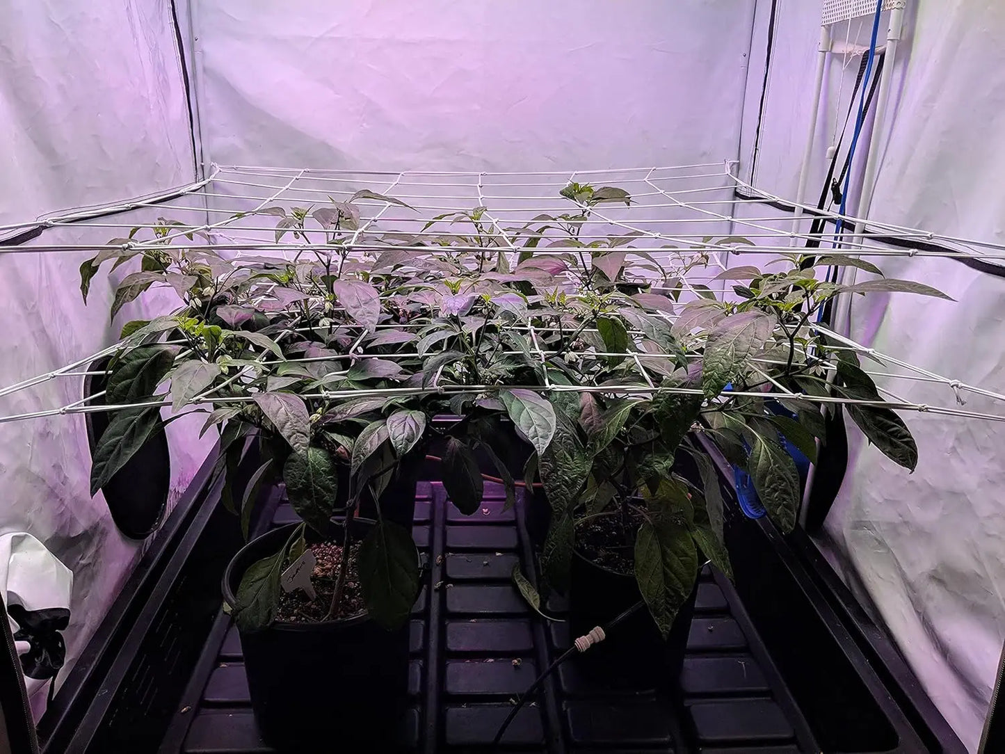 4'' Mesh Grow Zelt-Spaliernetz, robustes elastisches Pflanzennetz mit Stahlhaken, flexible Hydrokultur-Unterstützung für die Gartenbau