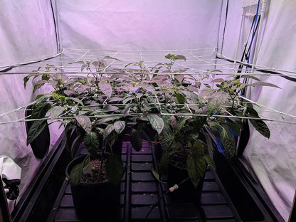 4'' Mesh Grow Zelt-Spaliernetz, robustes elastisches Pflanzennetz mit Stahlhaken, flexible Hydrokultur-Unterstützung für die Gartenbau